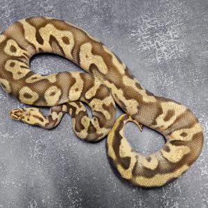 Enchi Firefly Leopard 100% Het Clown (Proven 8 eggs)
