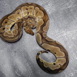 YB Clown (Proven 5 eggs)