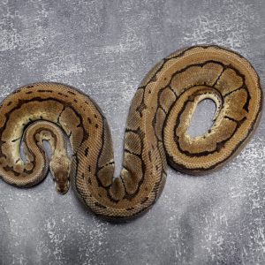 Pastel Pin Poss Chocolate 100% DH Hypo Desert Ghost (2) (Proven 8 eggs)