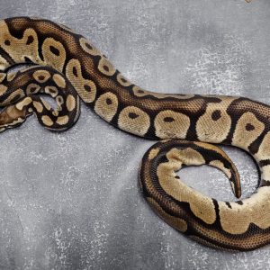 Pastel (2-8) (Proven 5 eggs)
