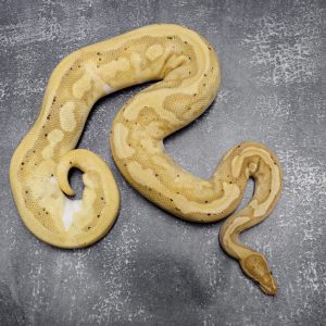Banana Enchi Pied (Proven 9 eggs)