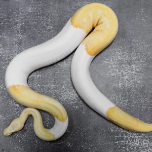 Albino Pied (9) (Proven 4 eggs)