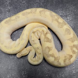 Pastel Lesser Enchi Fire Poss YB (Proven 10 eggs)
