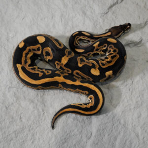 Black Pastel Leopard Disco / Fire 100% DH Monarch Clown (Barnhart Line)