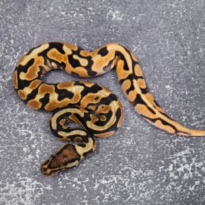 OD YB Hidden Gene Woma Granite 100% Het Clown