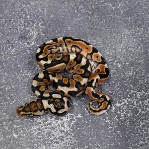 Mahogany YB Hidden Gene Woma Granite 100% Het Clown Poss Mahogany