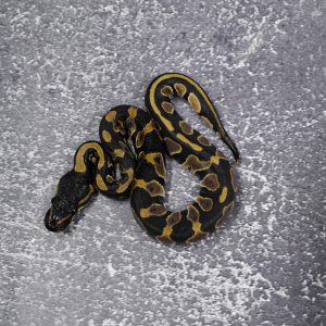 Black Head 100% Het Desert Ghost 50% Het Pied