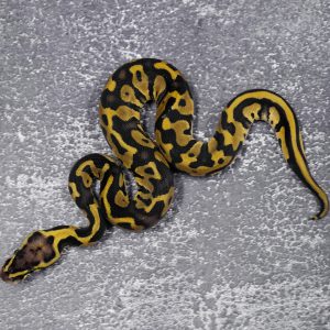 Het Red Axanthic Leopard Pastel 100% Het Desert Ghost 50% Het Pied