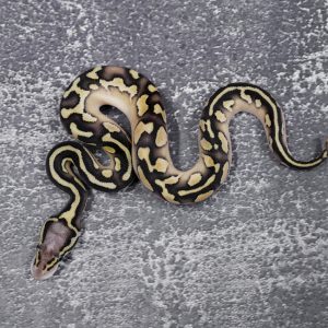 Black Head Pastel Butter 100% Het Desert Ghost 50% Het Pied