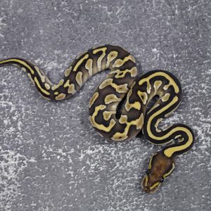 Black Head Butter 100% Het Desert Ghost 50% Het Pied
