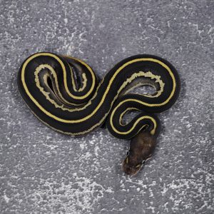 Black Head Butter (Super) Leopard 100% Het Desert Ghost 50% Het Pied  Poss Het Red Axanthic