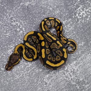 Mahogany Asphalt / YB 66% Het Clown