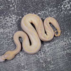 Leopard OD / Enchi Ivory 66% Het Clown Poss Mahogany (HI)