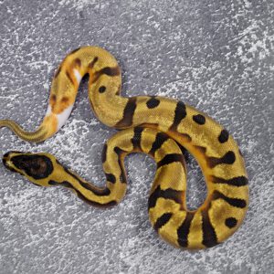 Super Enchi Pied