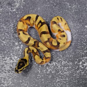Super Enchi Fire Pied