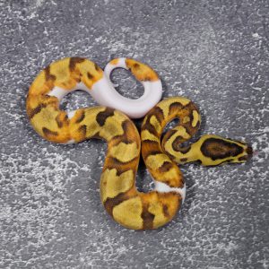Super Enchi YB Pied