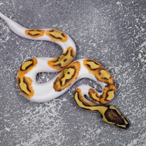 Enchi Fire YB Pied