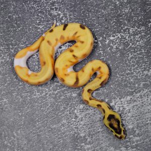 OD Super Enchi Fire YB Pied (HI)