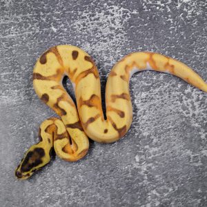 OD Super Enchi Fire / YB Pied (HI)