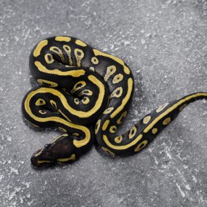 Mojave Vanilla YB 100% Het Clown