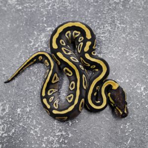 Cypress Mojave YB 100% Het Clown Poss Vanilla
