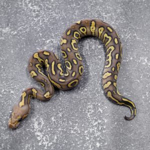 Hurricane Mojave Vanilla YB Clown