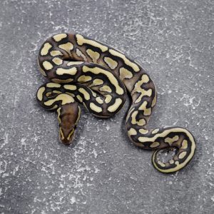 Lesser Fire / YB 100% Het Clown