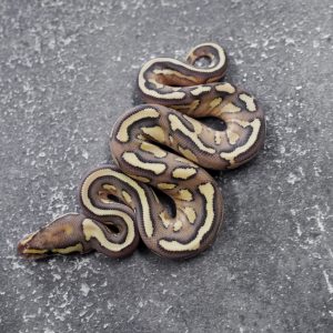 Lesser Fire YB 100% Het Clown  Poss Enchi