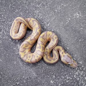 Banana Pastel Fire YB 100% Het Clown (Female Maker)