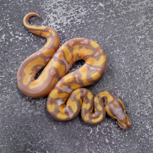 Banana Enchi YB 100% Het Clown (Female Maker)