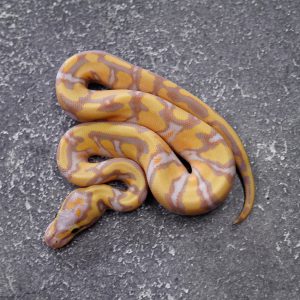 Banana Enchi Fire YB 100% Het Clown (Female Maker)