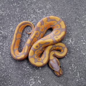 Banana 100% Het Clown Poss YB (Female Maker)