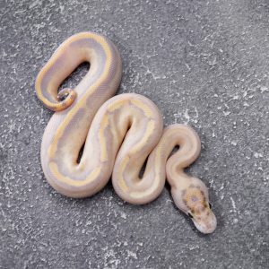 Leopard OD / Fire Ivory 100% Het Clown (HI)