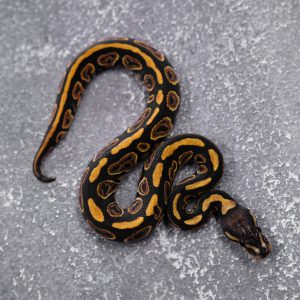 Black Pastel Red Stripe 100% DH Monarch Clown (Barnhart Line)