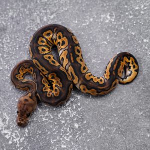 Black Pastel Clown 100% Het Monarch Poss Red Stripe (Barnhard Line)