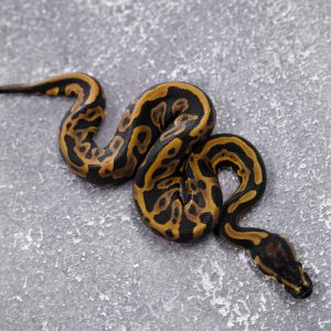 OD Leopard  100% Het Pied  (HI)