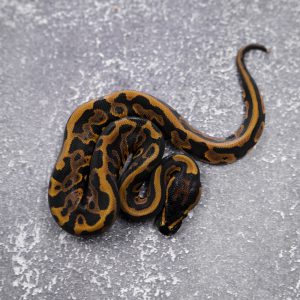 OD / YB Leopard 100% Het Pied   (HI)