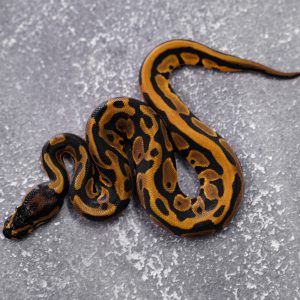 Leopard OD 100% Het Pied Poss YB (HI)