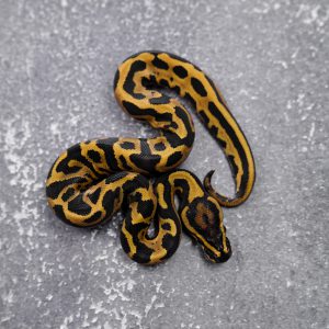Leopard Vanilla YB 100% Het Pied (HI)