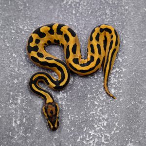 OD Leopard Vanilla 100% Het Pied Poss YB (HI)