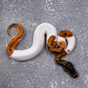OD Leopard Pied (HI)