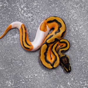 Super OD Leopard Pied (HI)