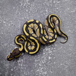 Sulfer Lesser 100% Het Clown