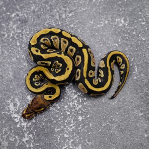 Cypress Jungle Woma / Sulfer 100% Het Clown