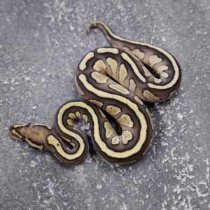 Jungle Woma Sulfer Lesser 100% Het Clown
