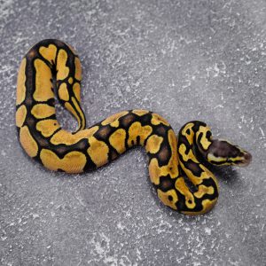 Pastel Asphalt / YB