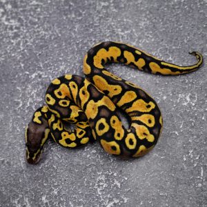 Pastel Asphalt / YB