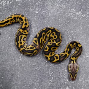 Leopard Pastel Asphalt / YB