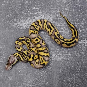 Fire Pastel  Asphalt / YB