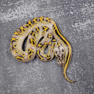 Leopard Fire Pastel Freeway  Poss Enchi